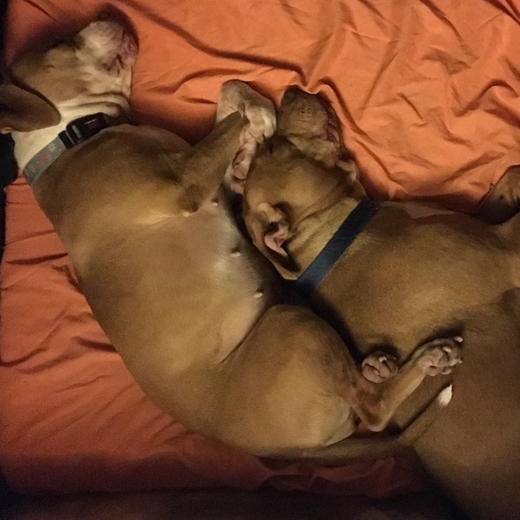 🙏🏻 !PLEASE SHARE🙏🏻 Poshing For Rescue Dogs 🐕 - Picture 5 of 11